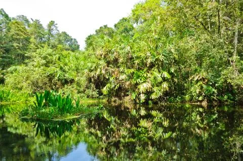 Peat swamp forest Stock Photos