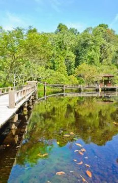 Peat swamp forest Stock Photos