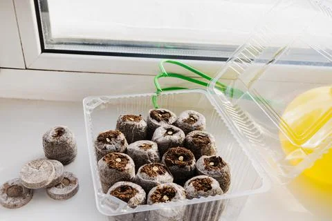 Peat tablets with seeds stand in a container on a windowsill in winter Stock Photos