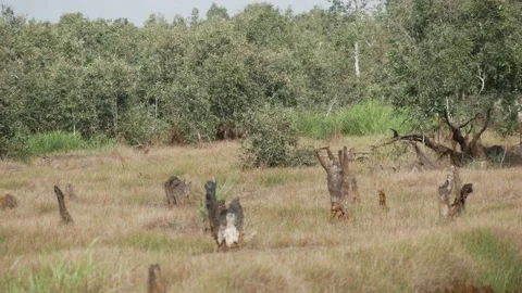 Peatland forest trees with burned stumps on dry season Stock Footage 158408420