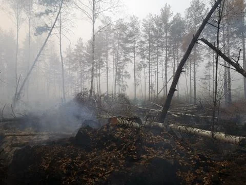 Peatlands are on fire. Forest fire and its consequences Stock Photos
