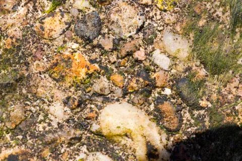Pebble and fossil shells texture background Stock Photos