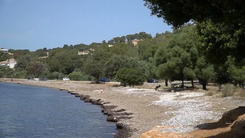 Pebble beach and trees Stock Footage 128347282