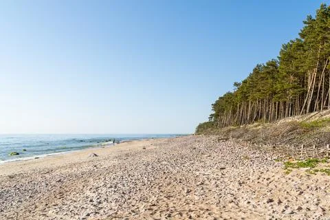 Pebble beach with pine forest along the Baltic Sea coastline Stock Photos