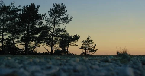 Pebble beach with pine trees at sunset Stock Footage 77545630