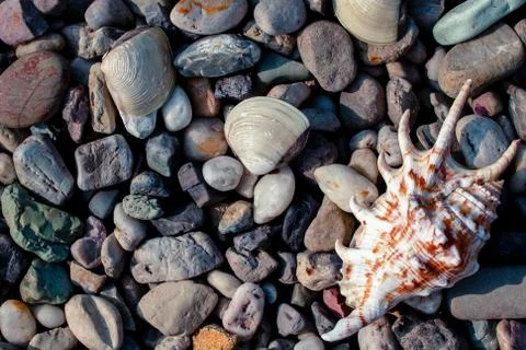 Pebble beach with shells Stock Photos