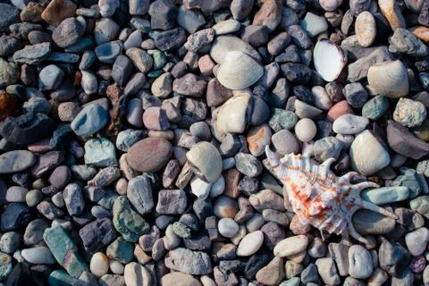 Pebble beach with shells Foto stock