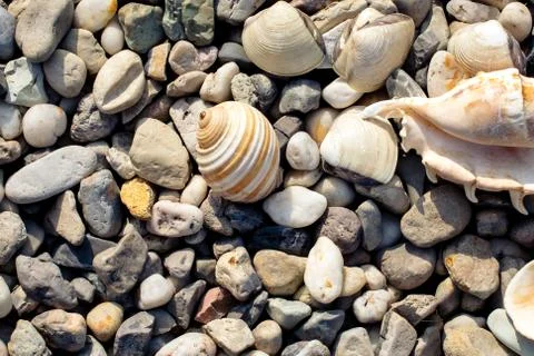 Pebble beach with shells Foto stock