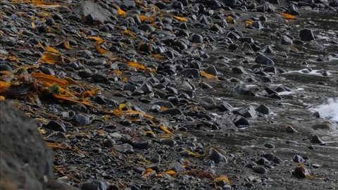 Pebble beach with small pebbles and sea surf. 動画素材 94407252