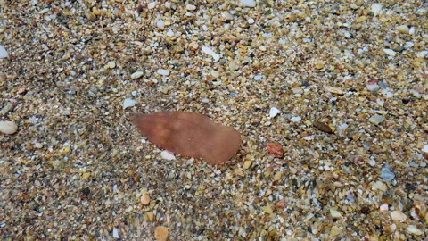 Pebble Beach Surface With Small Shells and a Brown Marine Mollusk on Sand Stock Footage 328760385