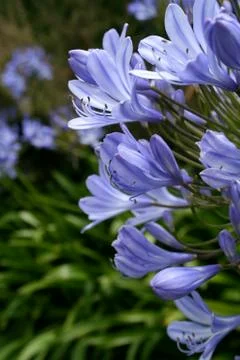 Pebble Beach Violet Flowers Stock Photos
