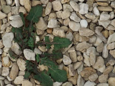 Pebble close up Stock Photos