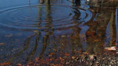 Pebble creates Ripples across Pond Stock Footage