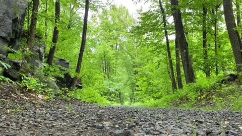 Pebble Path In The Forest | CloseUp | Pan Up towards Sky | V1 Stock Footage 199662922