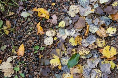 Pebble Fotos de archivo