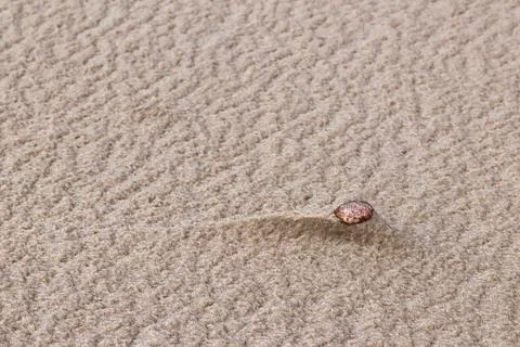 A pebble on a sandy beach 写真素材