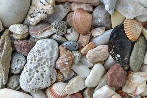 Pebble stones and shells Stock Photos