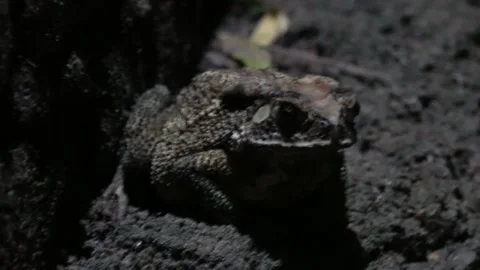 A pebble toad is sitting in a dark area Stock Footage 314573289