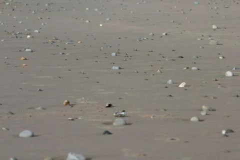 Pebbled Sandy Beach Stock Photos