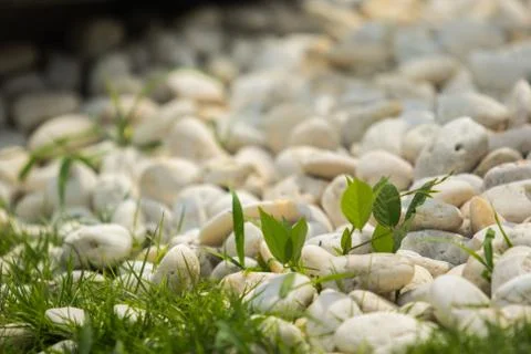 Pebbles and grass Stock Photos