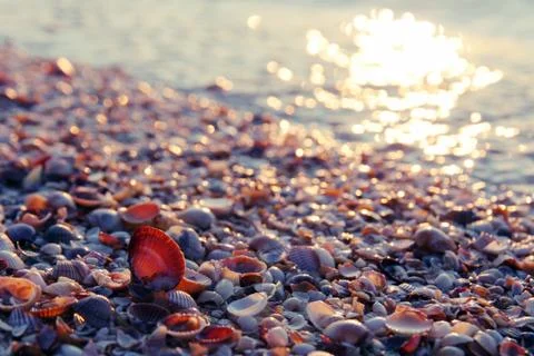 Pebbles and shells on the beach illuminated by the sun Stock Photos
