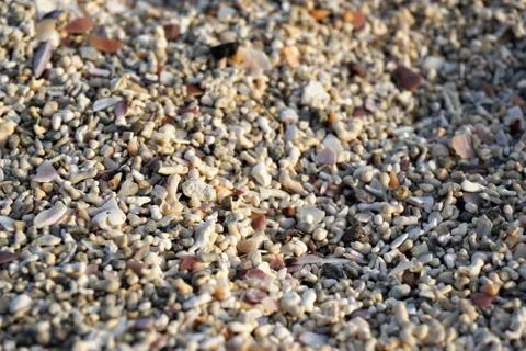Pebbles and shells on the beach. 스톡 사진