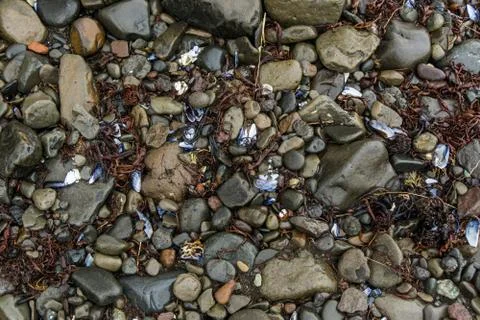Pebbles and Shells Stock Photos