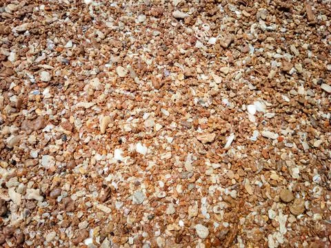 Pebbles and shells on the sand by the beach Stock Photos