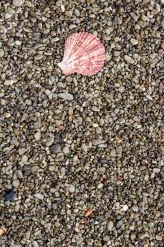 Pebbles Background with a cute plain shell as a background image Stock Photos
