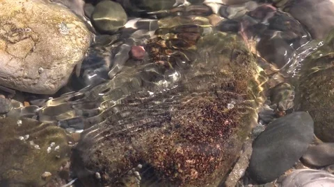 Pebbles on beach in England water and tide washing over 4K Stock Footage