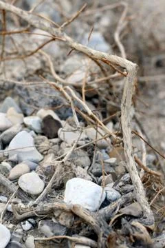 Pebbles on the beach Фото