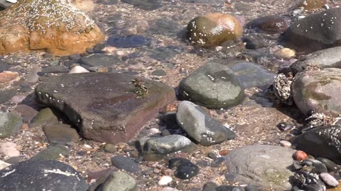 Pebbles close up with water running through them 4K Stockbeeldmateriaal 77525187