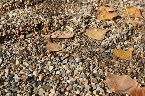 Pebbles on the ground in autumn, note shallow depth of field Stock Photos