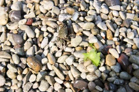 Pebbles Stock Photos