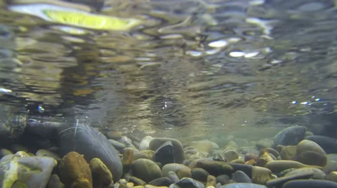 Pebbles in the river Iller (Underwater) Stock Footage 39704035