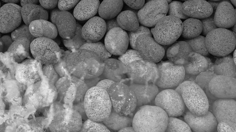 Pebbles Stone Background Stock Footage 72399988