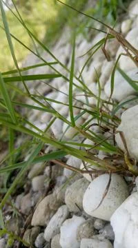 Pebbles in the yard. Stock Photos