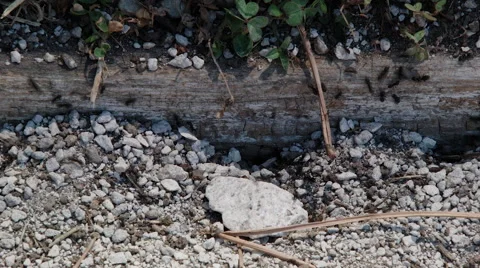A pebbly ground is teeming with ants Video stock 68632962
