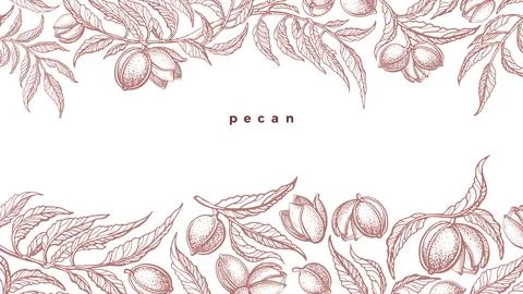 Pecan border. Vector branch, nuts. Vintage drawn Stock Illustration