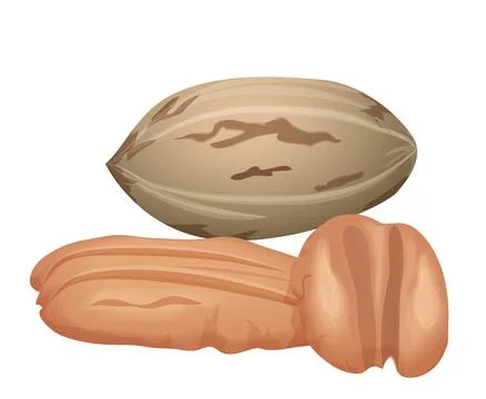 Pecan with brown shell, open whole healthy kernels of nuts in pile Stock Illustration