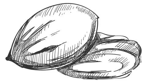Pecan engraving. Retro menu style raw nut Stock Illustration