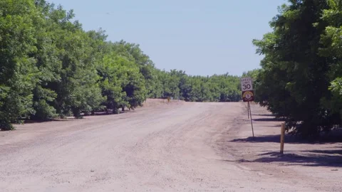 Pecan Fields in July 2 Stock Footage 200800699
