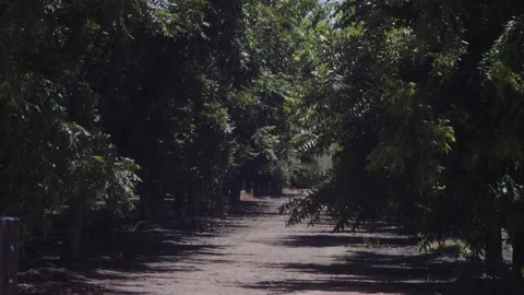 Pecan Fields in July 3 Stock Footage 200800970