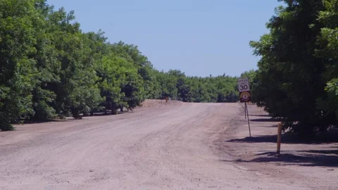 Pecan Fields in July Video stock 200799667