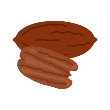 Pecan full open peeled nut and in shell. Healthy food harvesting. Natural pec Stock Illustration