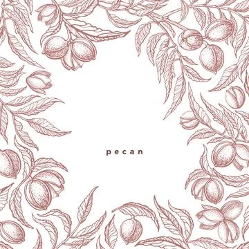 Pecan graphic border. Vector branch, leaves, nuts Stock Illustration