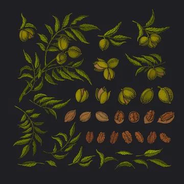Pecan graphic set. Vector tree, texture raw nuts Stock Illustration