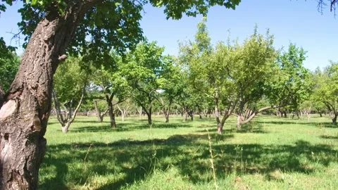 Pecan Grove – Capturing the Serenity of an Orchard Filled with Lush Pecan Trees Stock Footage 306576584