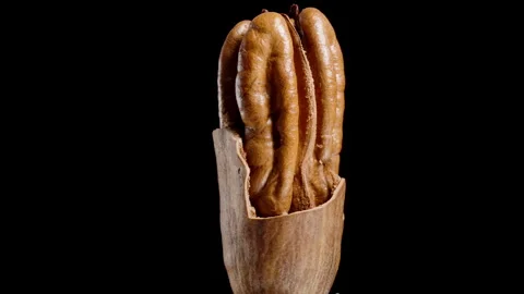 Pecan in Half Shell Rotates on a Black Background. Looping, Isolated. 스톡 동영상 267122995