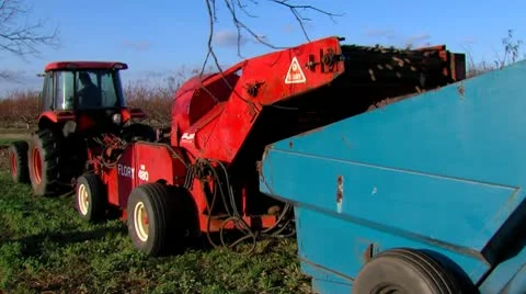 Pecan Harvest 2 Video stock 10762658